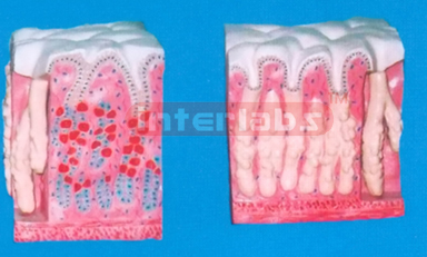 INTESTINAL VILLI ORGANISE MODEL